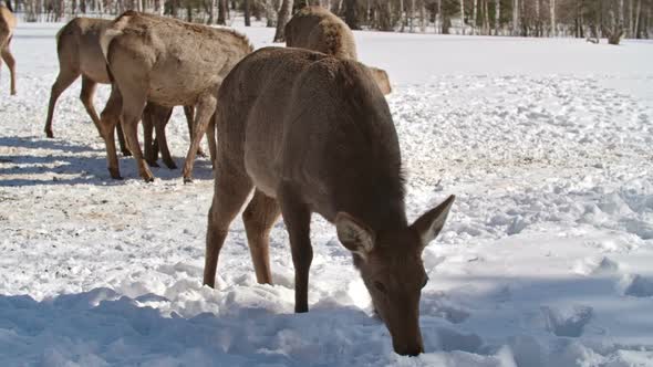 Deer Grazing at Winter Day