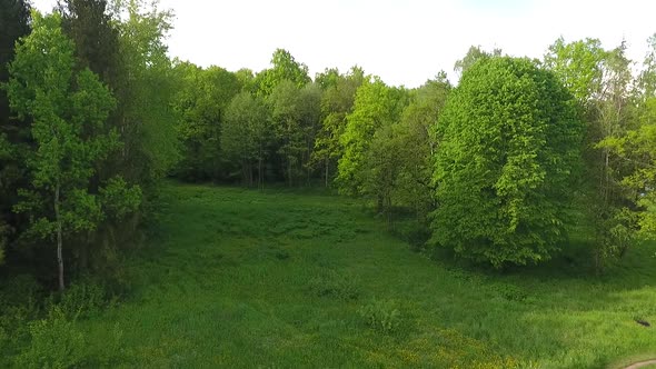 Flight Over a Green Meadow to the Forest