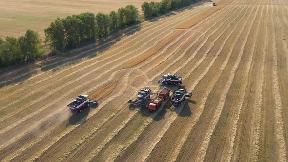 Harvesting of Wheat in Summer