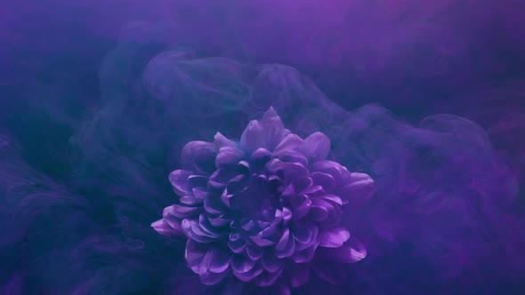 Paint Water Splash Flower Color Smoke Neon Purple