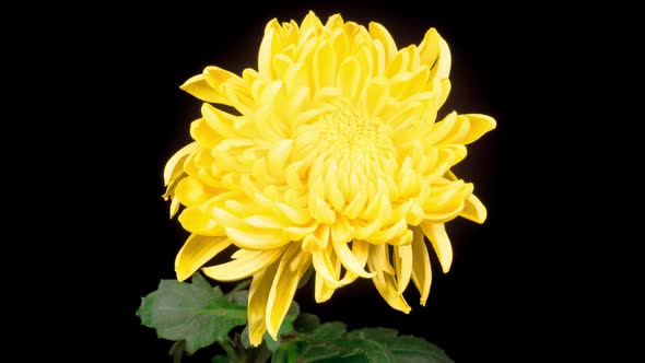 Beautiful Yellow Chrysanthemum Flower Opening