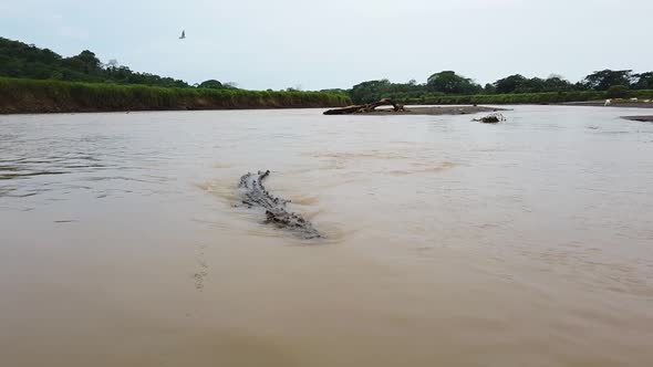 Approaching Crocodile in a River in Costa Rica