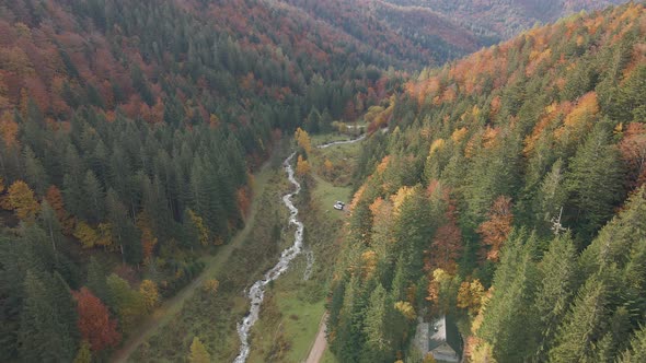 Fall colors in conifer trees in Triglav National Park, Slovenia