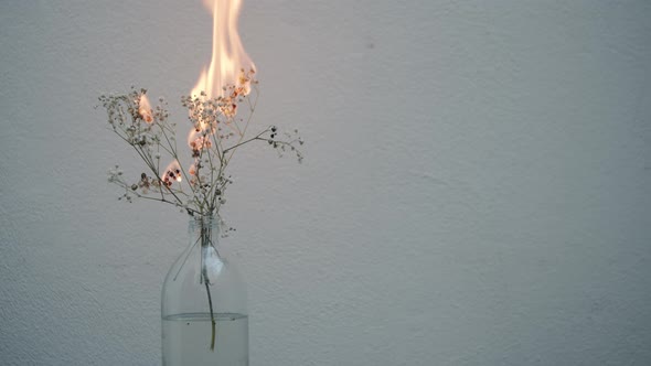 A white dried flower burns in a bottle