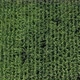 Top view of sweet corn crop by early morning 4K aerial video - VideoHive Item for Sale