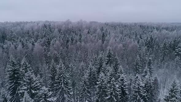 Aerial view of a snowy forest in Estonia