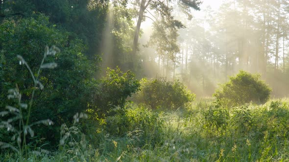 Magical Forest at Dawn. Rays of the Sun Break Through the Branches of Huge Trees. Sunny Morning in