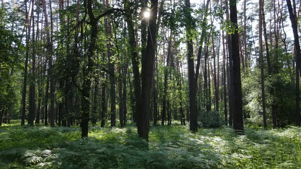 Beautiful Green Forest on a Summer Day Slow Motion