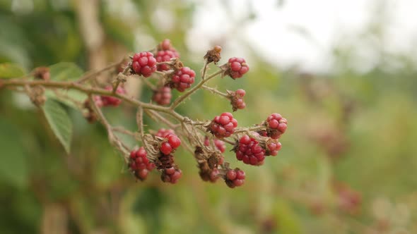 Organic European blackberry bramble fruit  4K 2160p 30fps UltraHD footage - Fields of healthy Rubus 