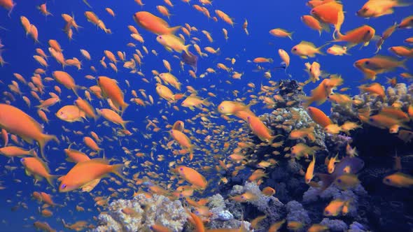 Wonderful Orange Fish Underwater
