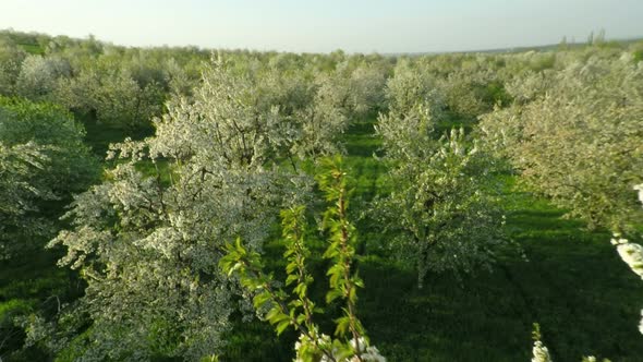 Aerial View of Blooming Cherry Garden 8