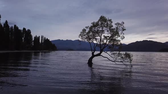 Wanaka Tree flyby