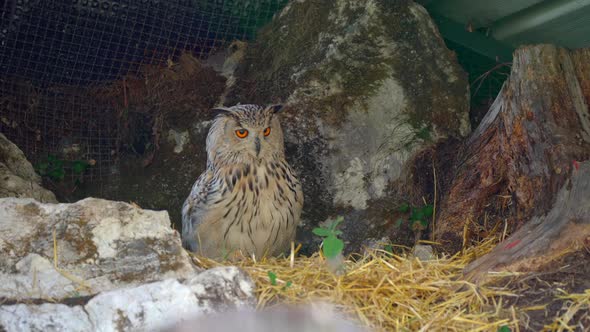 closeup 4k video of a male Siberian eagle owl, a large bird of prey, sitting in the tall grass in th