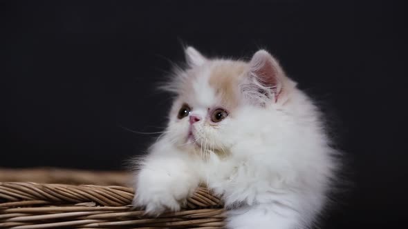 Cute Kitten in Wicker Basket