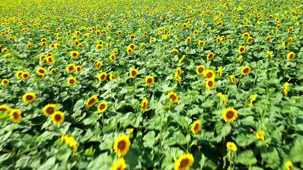 Aerial drone shot of large sunflower field