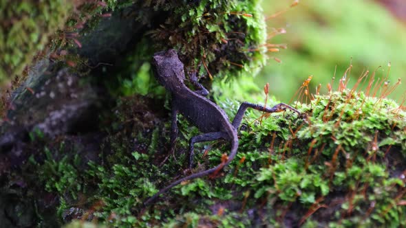 Seen under a moss covered rock from its side then moves to the left looking to the camera, Brown Pri