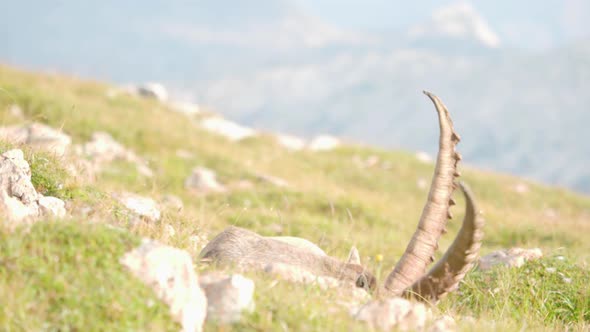 The horns of an Alpine ibex peeking from the rocky slopes of Schneibstein in Golling Austria