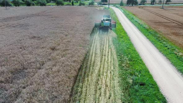 Harvester Threshing Rape With Ripe Rapeseed Beans on the Field. Flying Over Combine Harvester Thresh