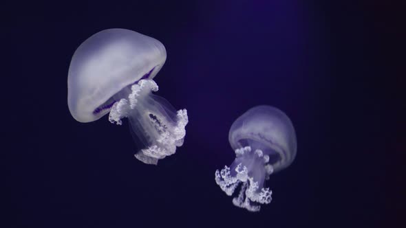 Two translucent Rhizostoma Luteum jellyfish floating in zoo aquarium, medium shot