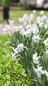 Narcissus flower. Daffodil narcissus flowers, green leaves background.