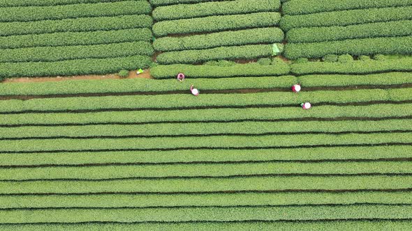 Tea plantation in mountain