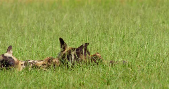 Two African Wild Dogs Playing in the Grass