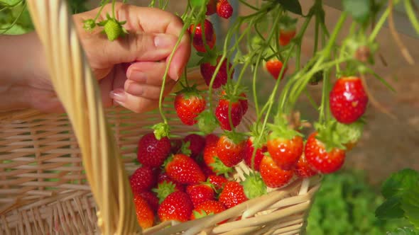 Close-up of the Hand Picking Sweet Little Strawberries From the Bush Outdoors