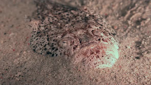 Close up of Stargazer buried in sand for camouflage at night