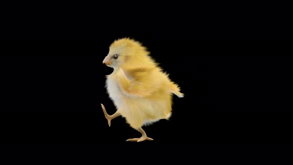 Baby Chicks Dancing 4K