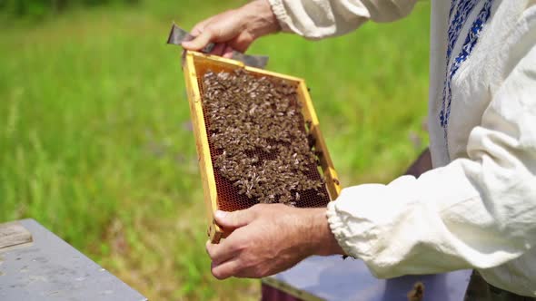 Beekeeper inspects bees frame. Frame with bees in farmer's hands on apiary.