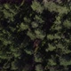 Flying Over the Treetops - VideoHive Item for Sale
