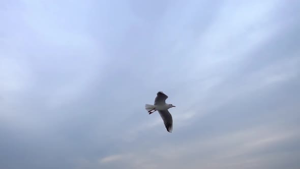 Seagulls Flying In The Gray Clean Sky. Close Up Flock Of Birds Flies Slow Motion.  2 alt
