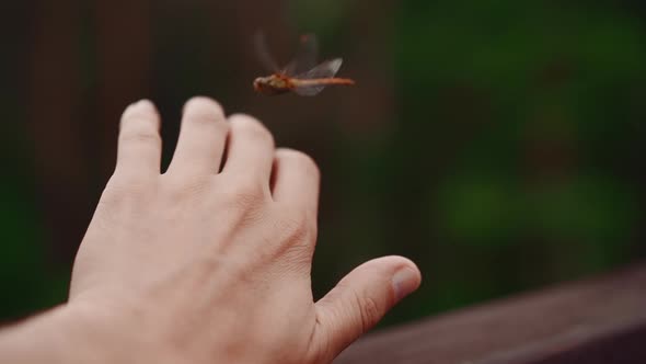 Red Dragonfly Sits Down Onto Man Hand on Warm Summer Day