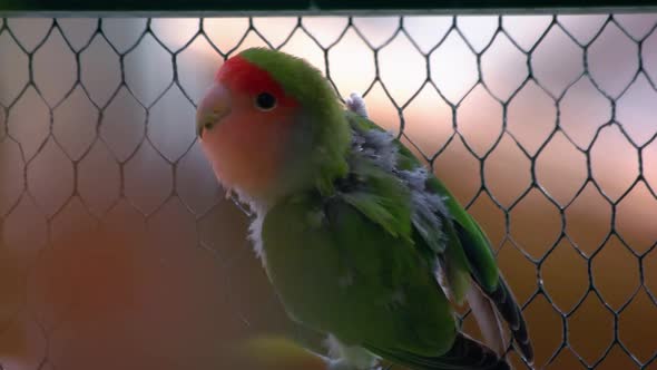 Beautiful Green Parrot Bird Sitting in the Zoo Cage