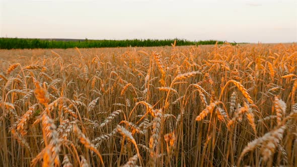 A Large Field with Yellow Wheat