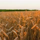 A Large Field with Yellow Wheat - VideoHive Item for Sale