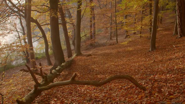 Panning from an Autumnal Beech Forest down towards a Lake