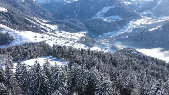 Picturesque alpine landscape with coniferous forest growing on snowy mountain slope