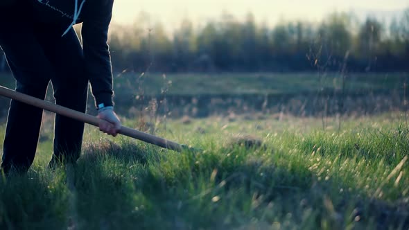 Man Digs Garden At Sunset. Gardener Digging In Allotment. Growing Organic Vegetables Digs Potatoes.