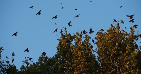 Flock of birds, Starlings (Sturnus vulgaris) surrounding their sleeping tree. France