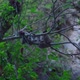 Longtailed Macaque Grooming Young Macaque on a Tree in the Jungle Thailand - VideoHive Item for Sale