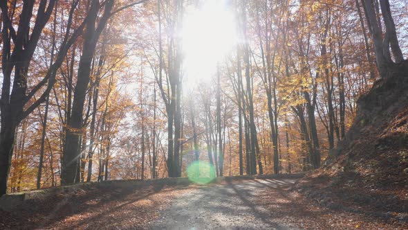 Forest road in the sun