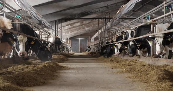 Feed Cattle With Hay On A Dairy Farm. Livestock