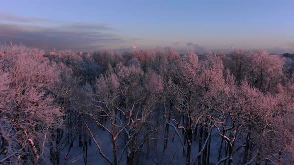 Bare Trees with Branches Strewn White Snow at Sunrise