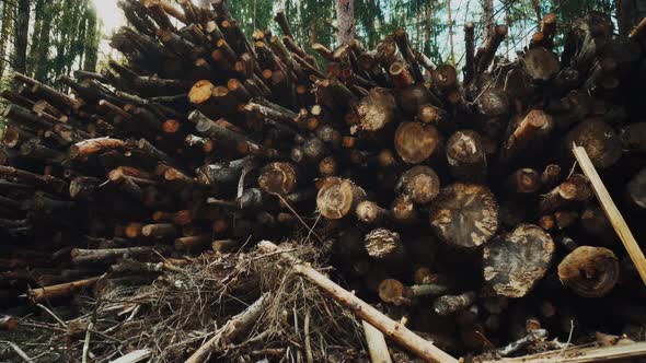 Old and Rotten Logs Lie on the Edge of the Forest. The Concept of Cleaning the Forest From Rotting