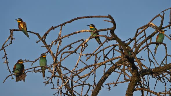 European bee-eater, Merops apiaster, Camargue, France