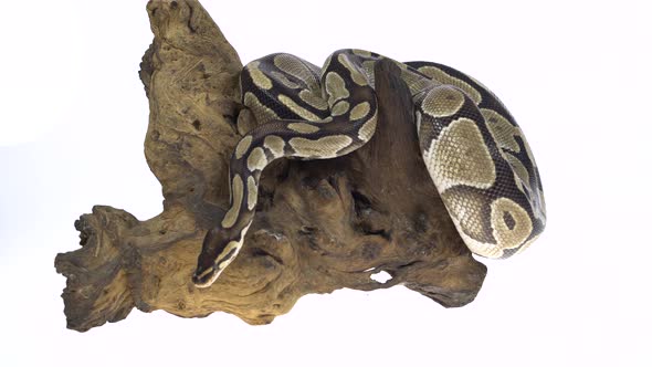 Royal Python or Python Regius on Wooden Snag in Studio Against a White Background.