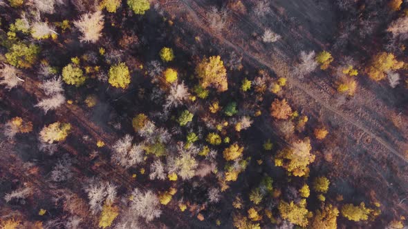 Aerial top down view of forest area with trails of wild animals.