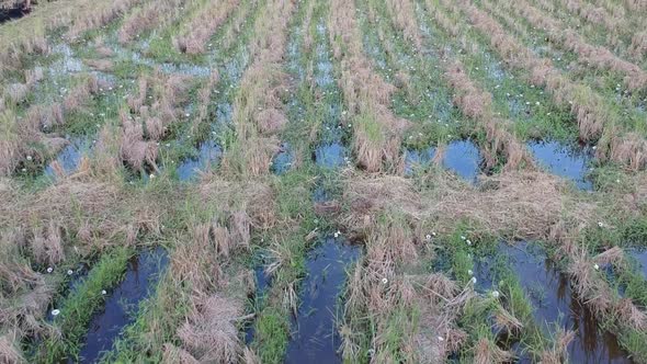 Aerial footage of a rice field before plowing.