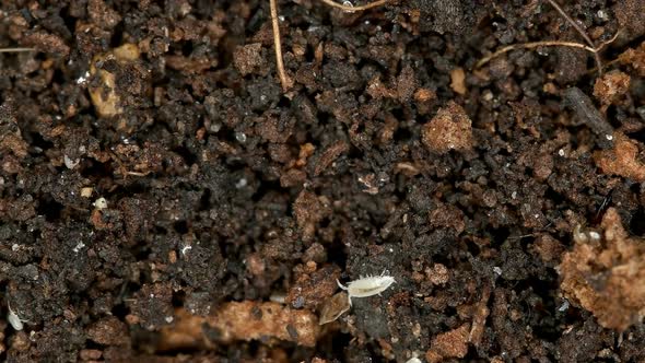 Inhabitants of the Soil: Soil Mites, Wood Lice (Isopoda), Collembola.